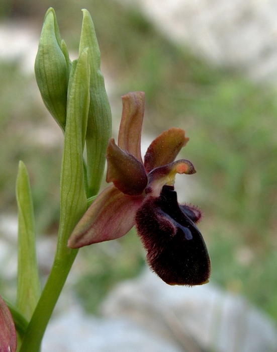 Ophrys promontorii